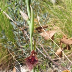 Calochilus platychilus at Paddys River, ACT - suppressed