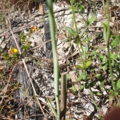 Calochilus platychilus at Paddys River, ACT - suppressed