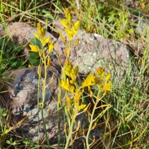 Bulbine bulbosa at Fadden, ACT - 1 Nov 2021