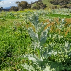 Onopordum acanthium (Scotch Thistle) at Fadden, ACT - 1 Nov 2021 by Mike