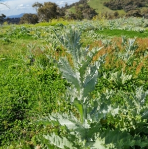 Onopordum acanthium at Fadden, ACT - 1 Nov 2021