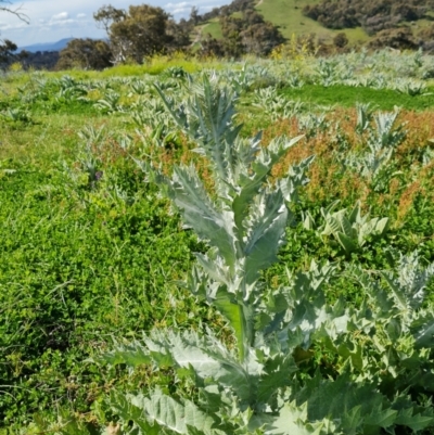 Onopordum acanthium (Scotch Thistle) at Fadden, ACT - 1 Nov 2021 by Mike