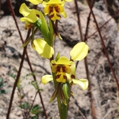 Diuris sulphurea (Tiger Orchid) at Booth, ACT - 1 Nov 2021 by Philip