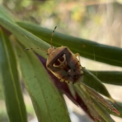 Eupolemus angularis (Acanthosomatid bug) at Murrumbateman, NSW - 1 Nov 2021 by SimoneC