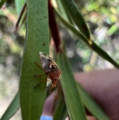 Eupolemus angularis at Murrumbateman, NSW - 1 Nov 2021