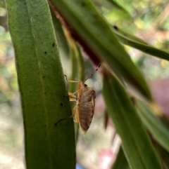 Eupolemus angularis at Murrumbateman, NSW - 1 Nov 2021