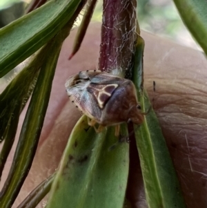 Eupolemus angularis at Murrumbateman, NSW - 1 Nov 2021