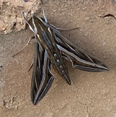 Hippotion celerio (Vine Hawk Moth) at Jerrabomberra, NSW - 1 Nov 2021 by SteveBorkowskis
