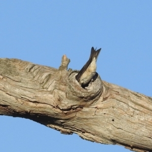 Petrochelidon nigricans at Kambah, ACT - 1 Nov 2021