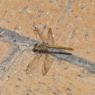 Diplacodes haematodes (Scarlet Percher) at Evatt, ACT - 1 Nov 2021 by TimL