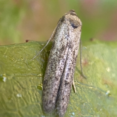 Blastobasis (genus) at Jerrabomberra, NSW - 1 Nov 2021 by Steve_Bok