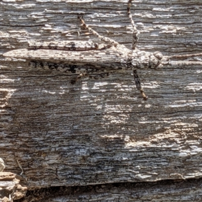 Coryphistes ruricola (Bark-mimicking Grasshopper) at The Fair, Watson - 1 Nov 2021 by abread111