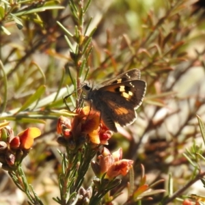 Trapezites phigalia at Carwoola, NSW - suppressed