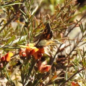 Trapezites phigalia at Carwoola, NSW - suppressed