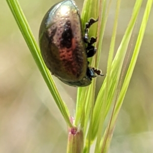 Chrysolina quadrigemina at Watson, ACT - 1 Nov 2021 10:49 AM