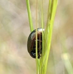 Chrysolina quadrigemina at Watson, ACT - 1 Nov 2021 10:49 AM