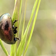 Chrysolina quadrigemina at Watson, ACT - 1 Nov 2021 10:49 AM