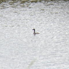 Tachybaptus novaehollandiae (Australasian Grebe) at Walla Walla, NSW - 28 Oct 2021 by Darcy