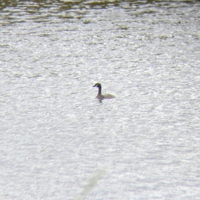 Tachybaptus novaehollandiae (Australasian Grebe) at Walla Walla, NSW - 29 Oct 2021 by Darcy
