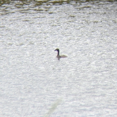 Tachybaptus novaehollandiae (Australasian Grebe) at Walla Walla, NSW - 28 Oct 2021 by Darcy