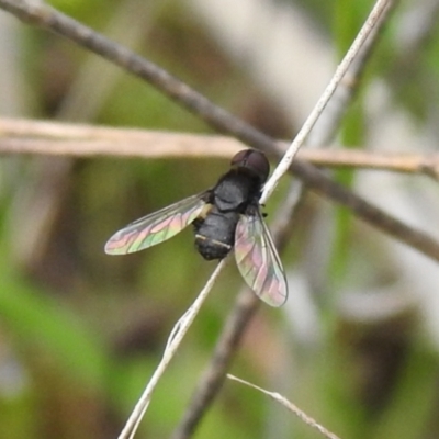 Bombyliidae (family) (Unidentified Bee fly) at Carwoola, NSW - 24 Oct 2021 by Liam.m