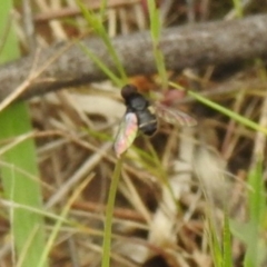 Bombyliidae (family) at Carwoola, NSW - suppressed