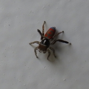 Maratus pavonis at Carwoola, NSW - suppressed