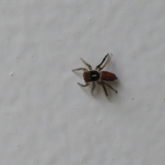 Maratus pavonis at Carwoola, NSW - suppressed