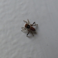 Maratus pavonis at Carwoola, NSW - suppressed