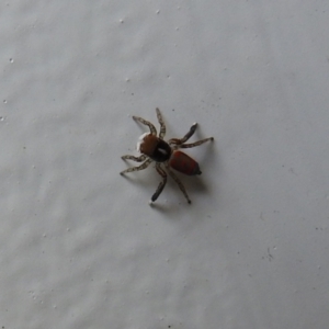 Maratus pavonis at Carwoola, NSW - suppressed