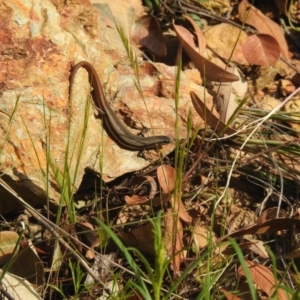 Morethia boulengeri at Carwoola, NSW - 1 Nov 2021