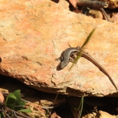 Morethia boulengeri at Carwoola, NSW - suppressed