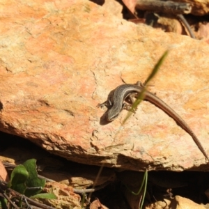 Morethia boulengeri at Carwoola, NSW - suppressed