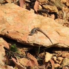 Morethia boulengeri at Carwoola, NSW - 1 Nov 2021