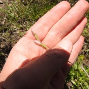 Thelymitra sp. at Carwoola, NSW - 30 Oct 2021