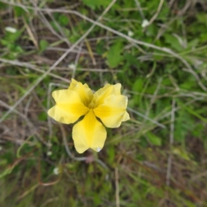 Velleia paradoxa at Bungendore, NSW - 30 Oct 2021