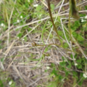 Velleia paradoxa at Bungendore, NSW - 30 Oct 2021