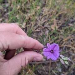 Arthropodium fimbriatum (Nodding Chocolate Lily) at Walla Walla, NSW - 28 Oct 2021 by Darcy