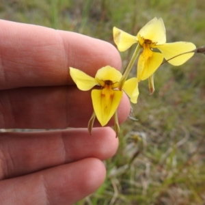 Diuris amabilis at suppressed - 30 Oct 2021