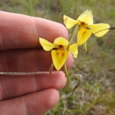 Diuris amabilis (Large Golden Moth) at Turallo Nature Reserve - 30 Oct 2021 by Liam.m
