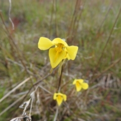 Diuris amabilis at suppressed - 30 Oct 2021