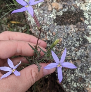 Isotoma axillaris at Walla Walla, NSW - 29 Oct 2021