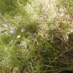 Thelymitra sp. (A Sun Orchid) at Stony Creek Nature Reserve - 30 Oct 2021 by Liam.m