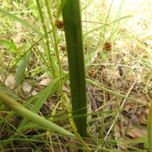 Thelymitra sp. at Carwoola, NSW - 30 Oct 2021