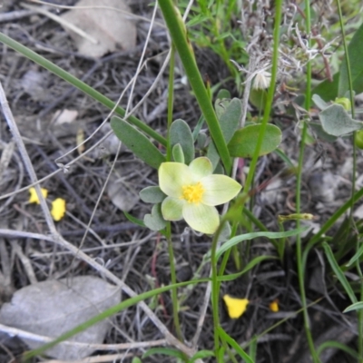 Hibbertia obtusifolia (Grey Guinea-flower) at Carwoola, NSW - 28 Oct 2021 by Liam.m