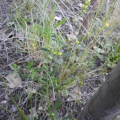 Hibbertia obtusifolia at Carwoola, NSW - 28 Oct 2021