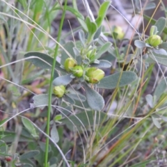 Hibbertia obtusifolia at Carwoola, NSW - 28 Oct 2021