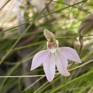 Caladenia carnea at Cotter River, ACT - suppressed