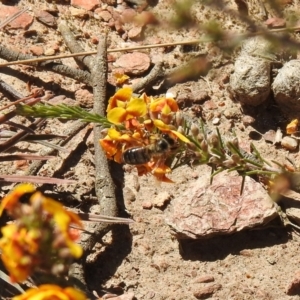 Apis mellifera at Carwoola, NSW - 30 Oct 2021