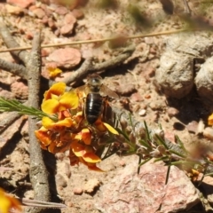 Apis mellifera at Carwoola, NSW - 30 Oct 2021